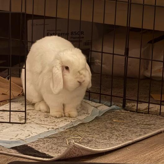 Marshmallow, a Adoptable English Lop image 4/6