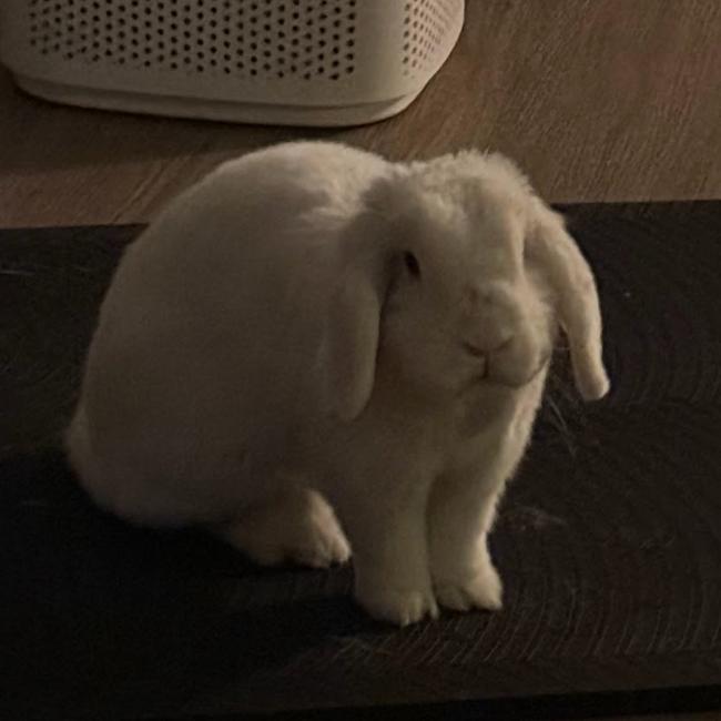 Marshmallow, a Adoptable English Lop image 5/6