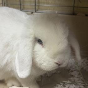 Marshmallow, a Adoptable English Lop image 6/6