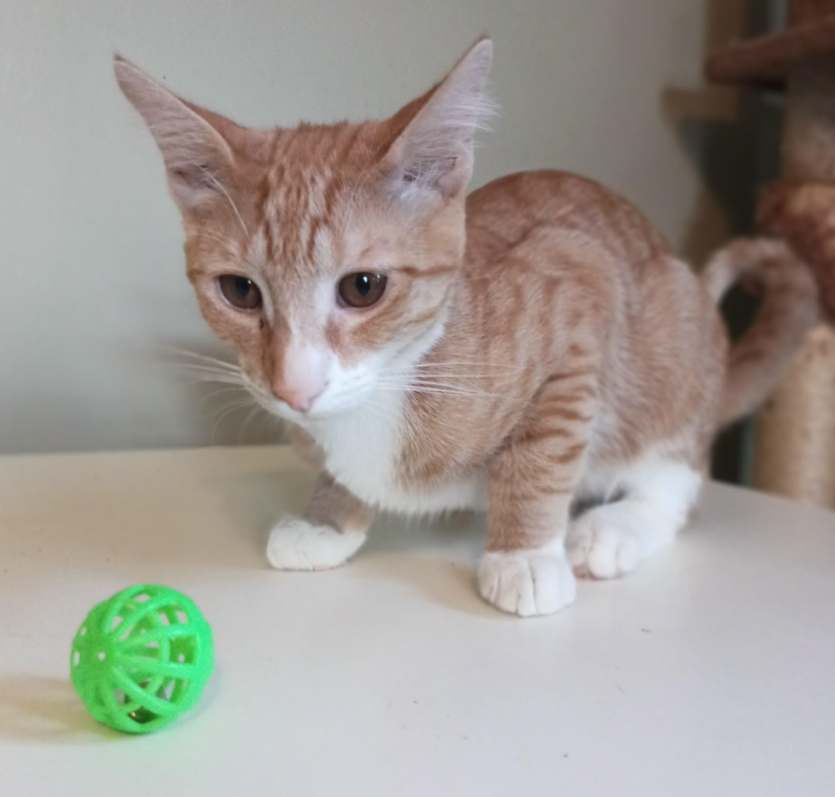 Coconut, Adoptable, Young Male Domestic Short Hair.