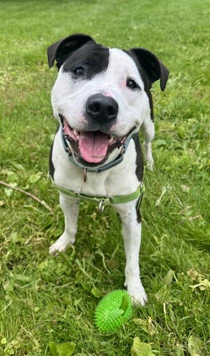 Rocky, Adoptable, Adult Male Pit Bull Terrier.