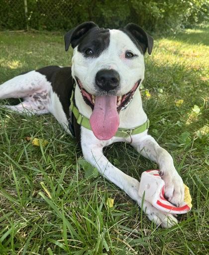 Enlarge Rocky, a Adoptable Pit Bull Terrier in Indianapolis, IN image 2/2