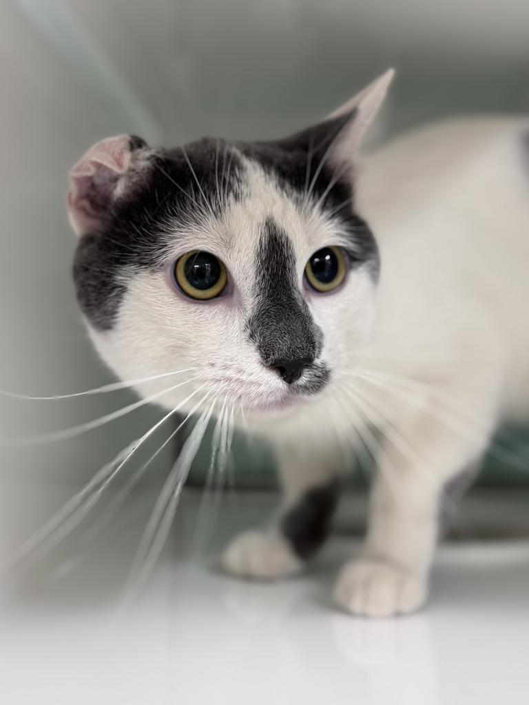Gnocchi, Adopted, Adult Male Domestic Short Hair.
