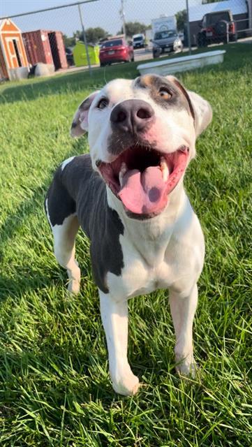 Enlarge SAMSON, a Adoptable mixed breed in Rosenberg, TX image 1/1