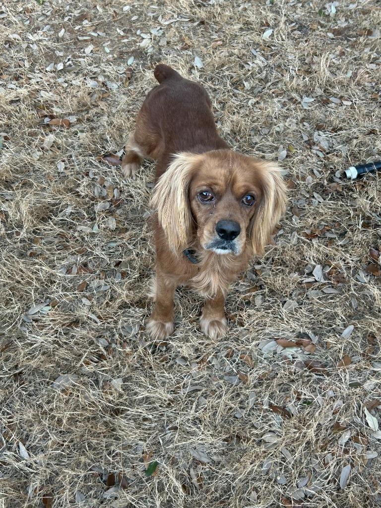 Hunnicutt, Adoptable, Adult Male Cocker Spaniel.