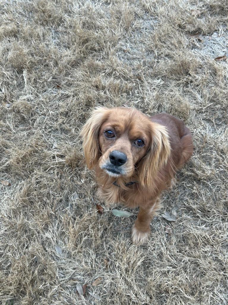 Enlarge Hunnicutt, a Adoptable Cocker Spaniel in Austin, TX image 2/2