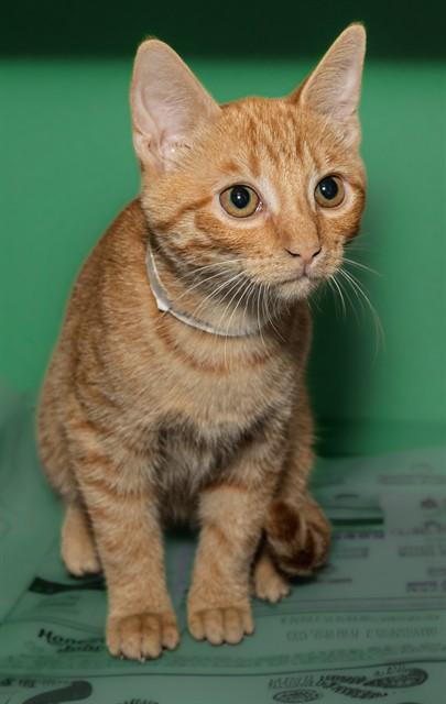 Enlarge VISALIA, a Adoptable mixed breed in Cookeville, TN image 1/1
