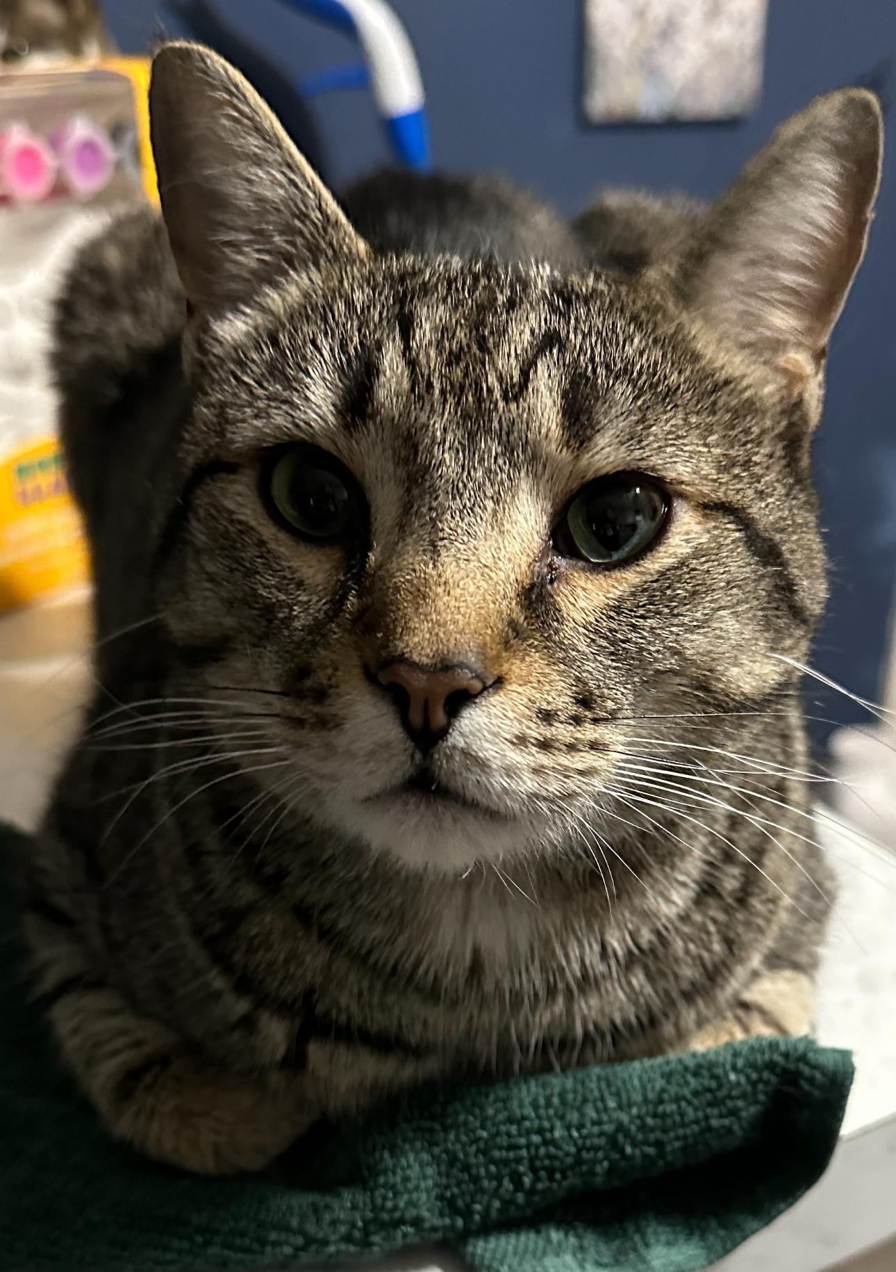 Enlarge Nicholas, a ADOPTABLE Tabby in Charlotte, NC image 1/2