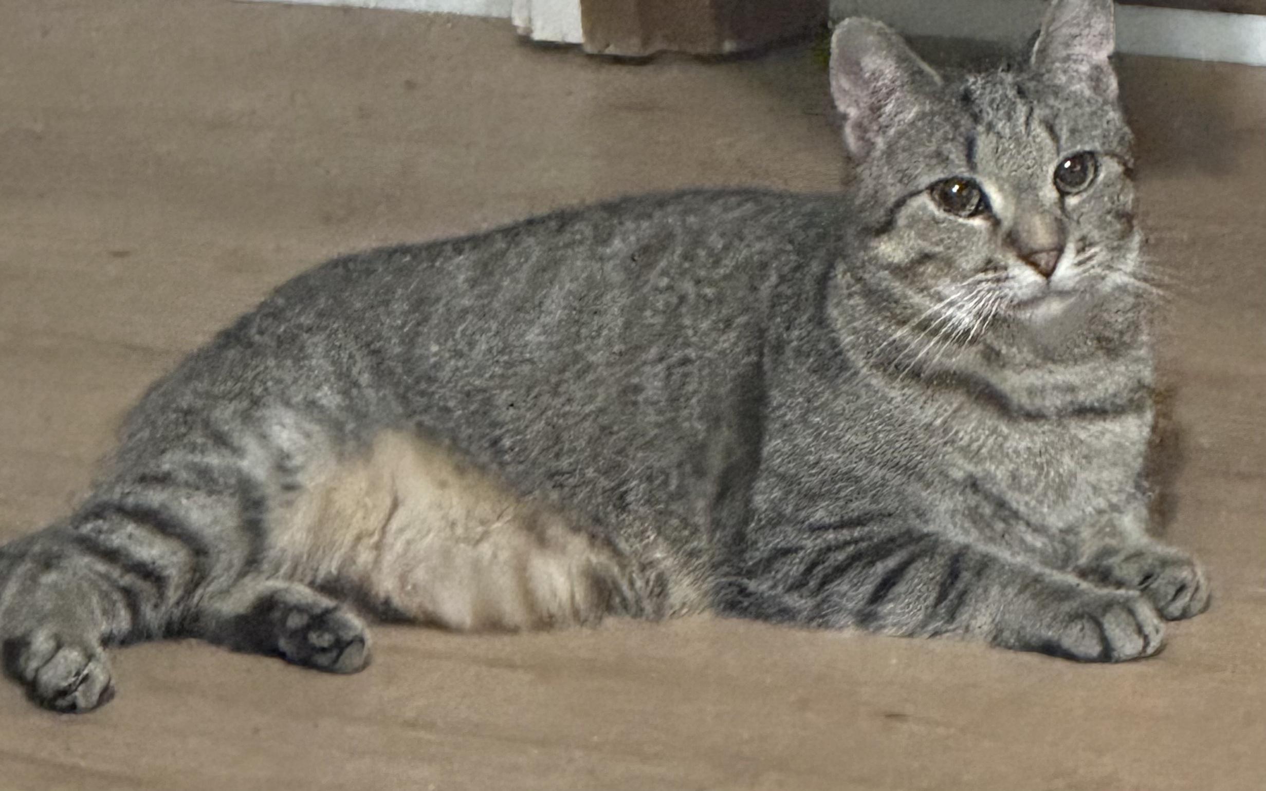 Enlarge Nicholas, a ADOPTABLE Tabby in Charlotte, NC image 2/2