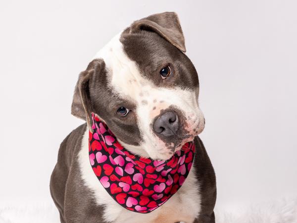 Atlas, a Adoptable mixed breed in Portland, OR image 2/4