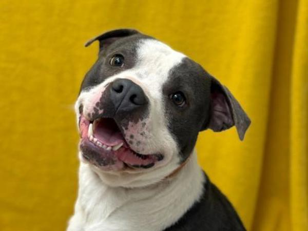 Atlas, a Adoptable mixed breed in Portland, OR image 3/4