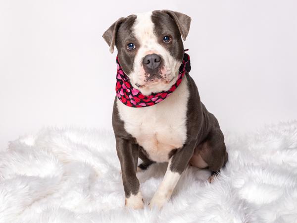 Atlas, a Adoptable mixed breed in Portland, OR image 4/4