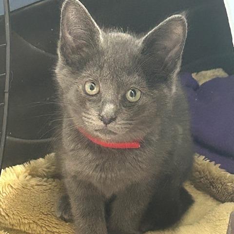 Enlarge Lark, a Adoptable Domestic Short Hair in Santa Barbara, CA image 1/1