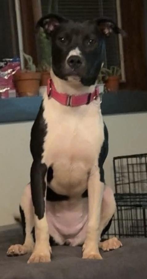Alix, Adoptable, Puppy Female Pit Bull Terrier.