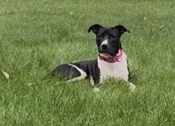 Enlarge Alix, a Adoptable mixed breed in Alden, NY image 2/4