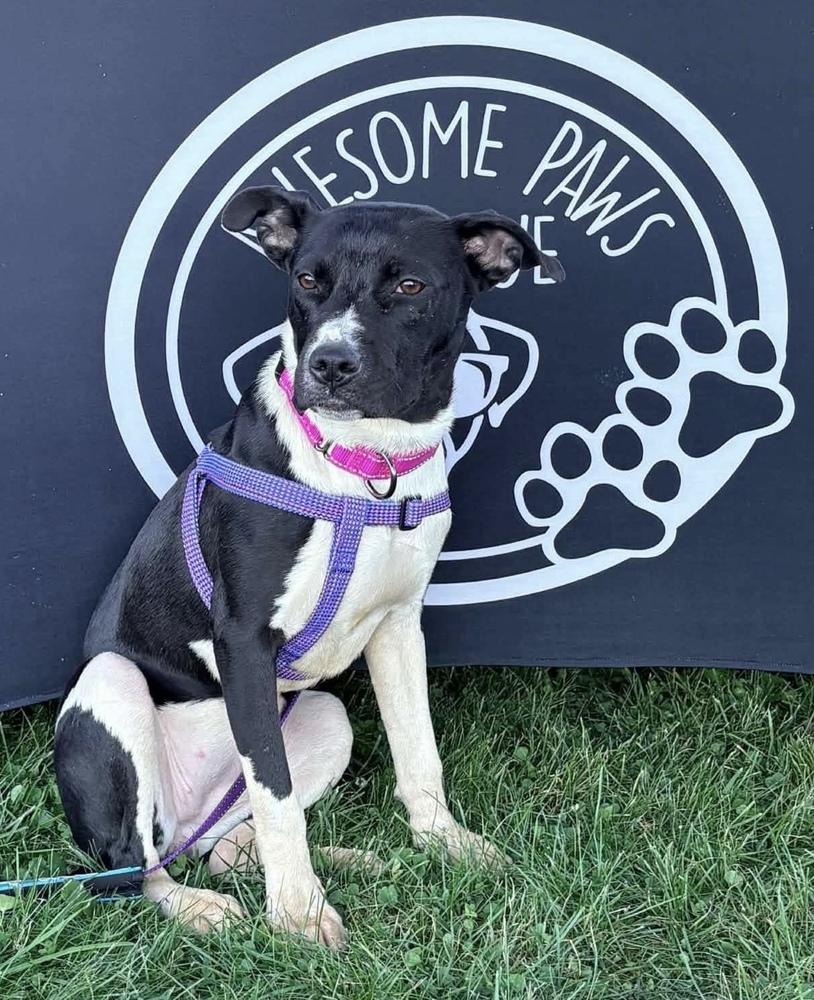 Enlarge Alix, a Adoptable mixed breed in Alden, NY image 3/4