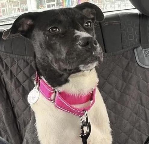 Enlarge Alix, a Adoptable mixed breed in Alden, NY image 4/4