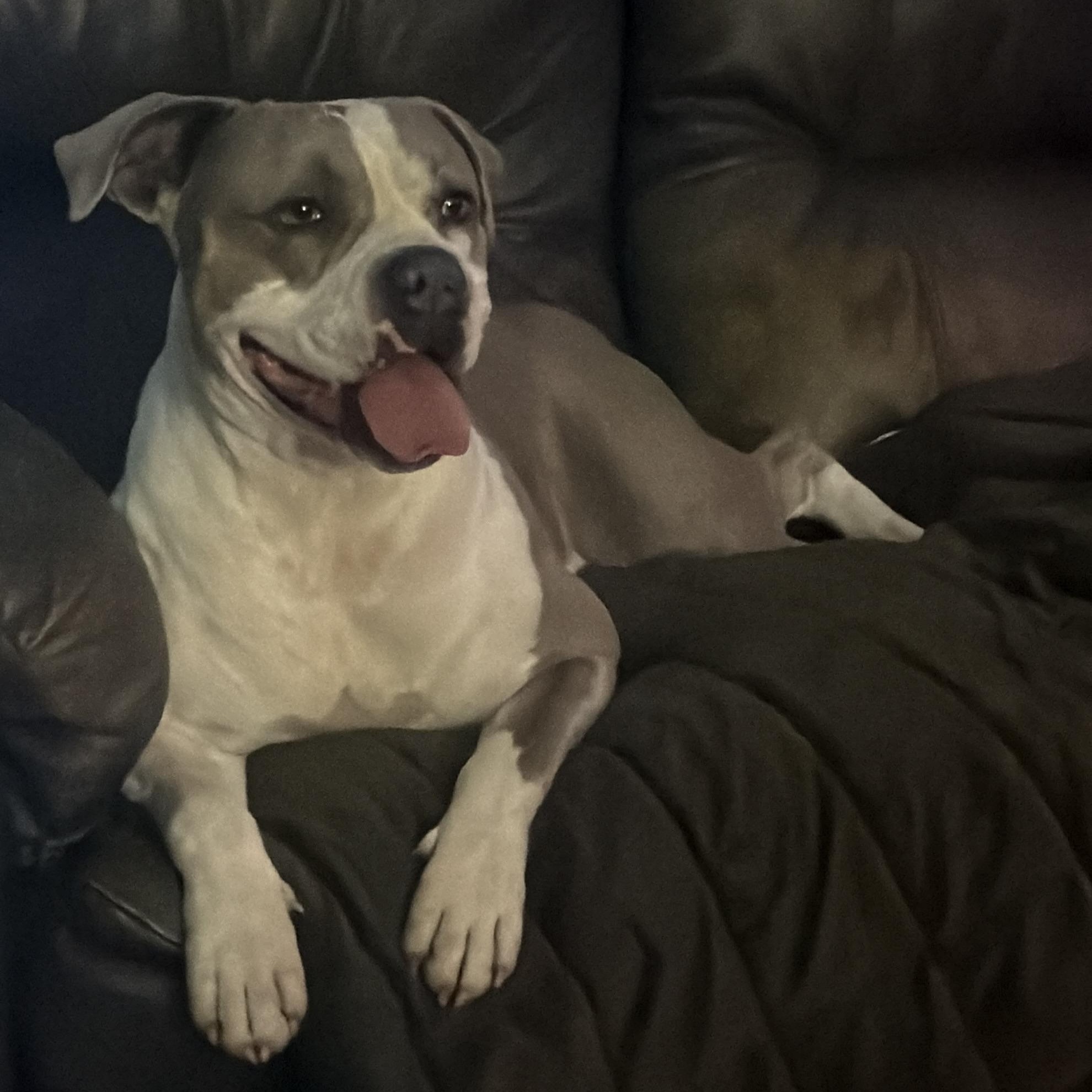 Remy, a Adoptable mixed breed image 1/6