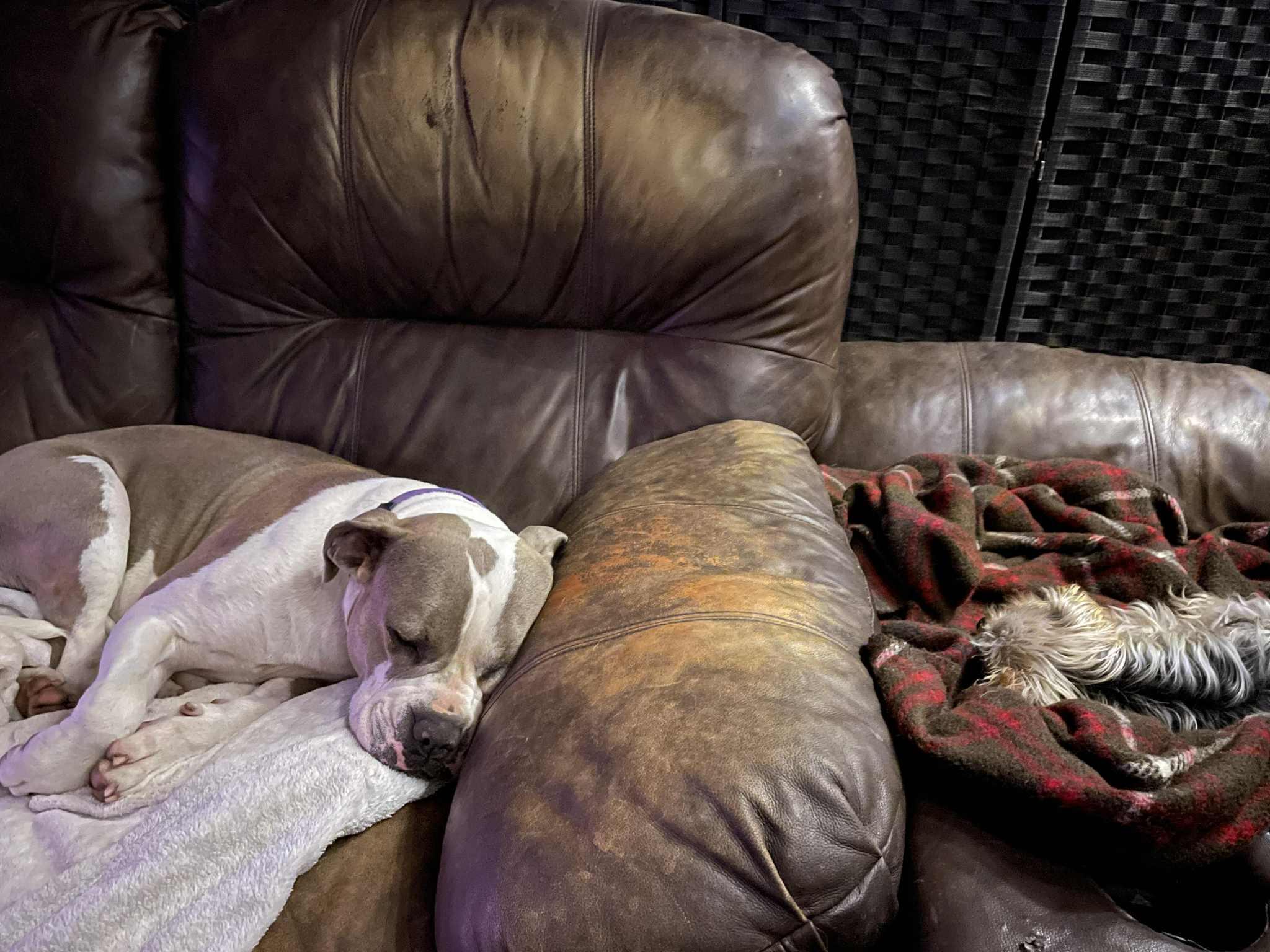 Remy, a Adoptable mixed breed image 2/6