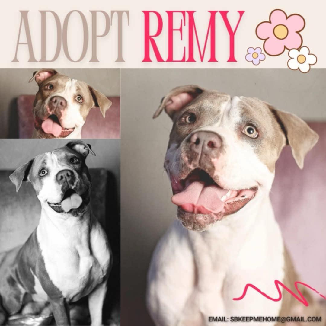 Remy, a Adoptable mixed breed in Nipomo, CA image 1/6