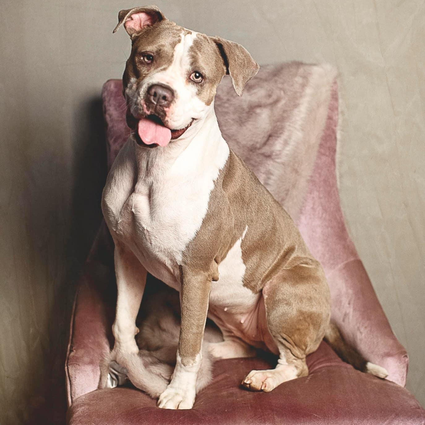 Remy, a Adoptable mixed breed image 6/6