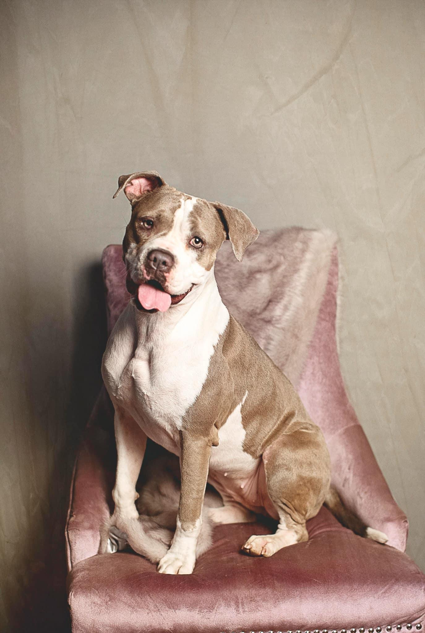 Remy, a Adoptable mixed breed in Nipomo, CA image 6/6