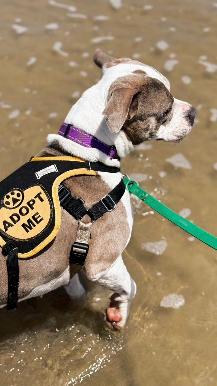 Remy, a Adoptable mixed breed in Nipomo, CA image 2/6