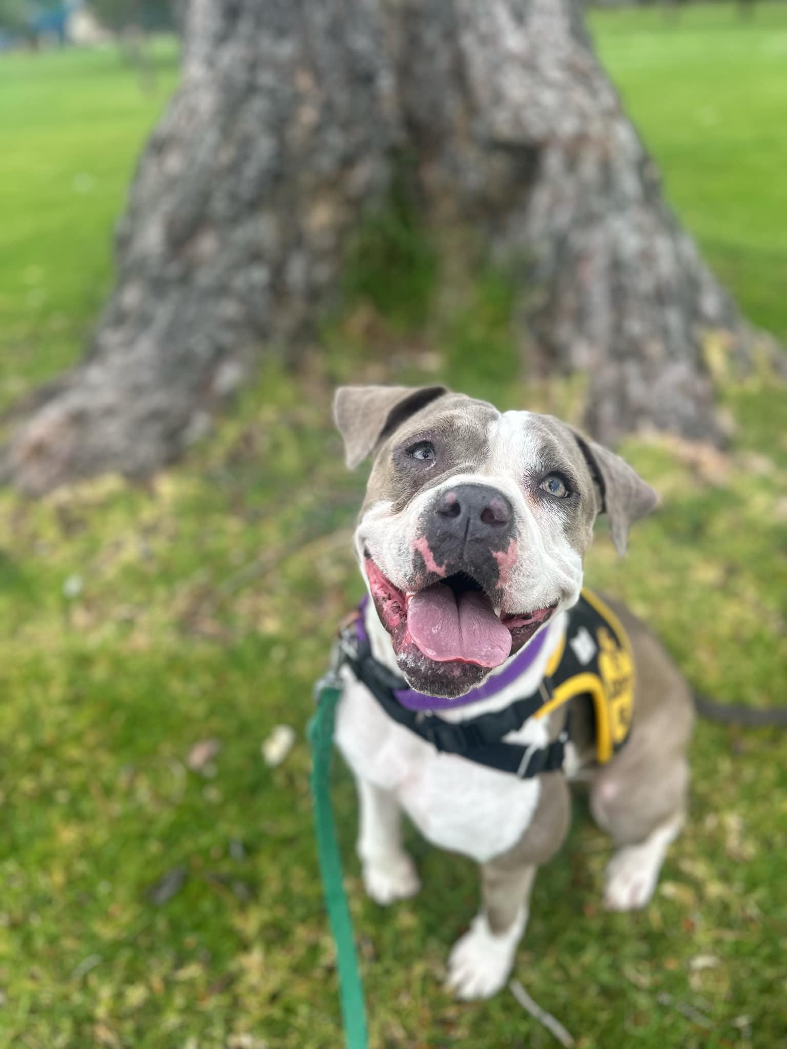 Remy, a Adoptable mixed breed in Nipomo, CA image 5/6