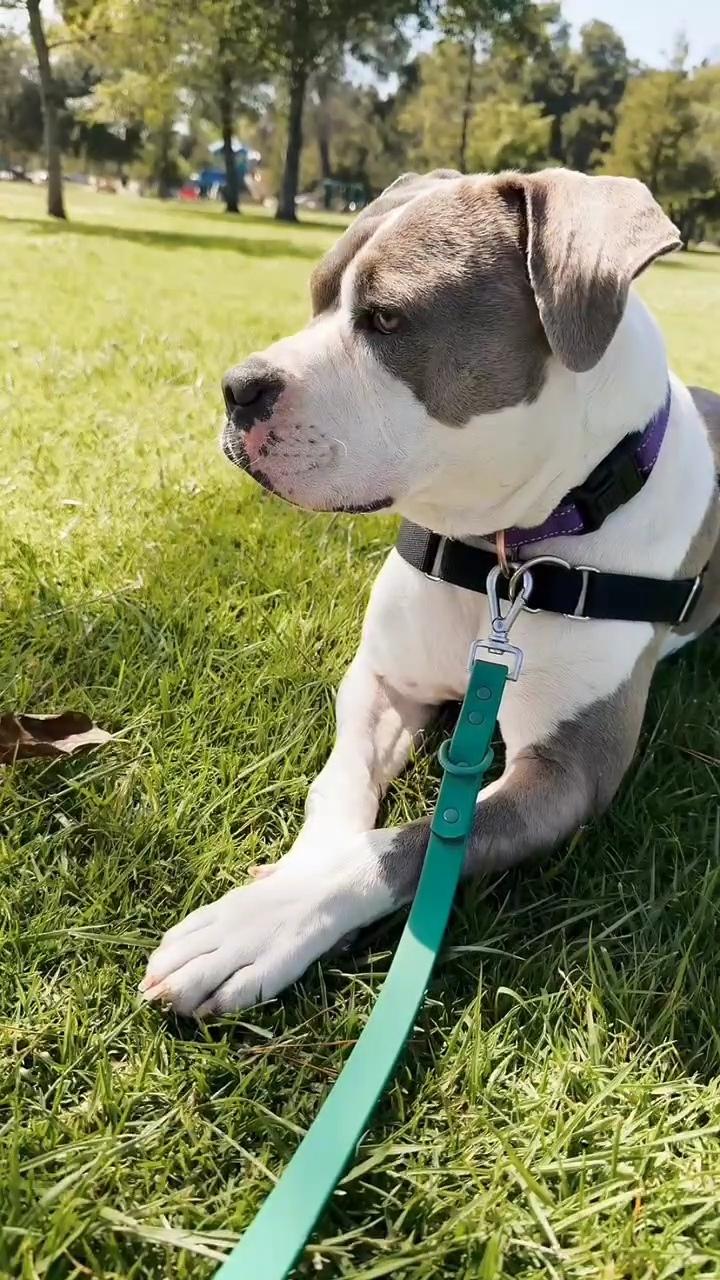 Remy, a Adoptable mixed breed in Nipomo, CA image 3/6
