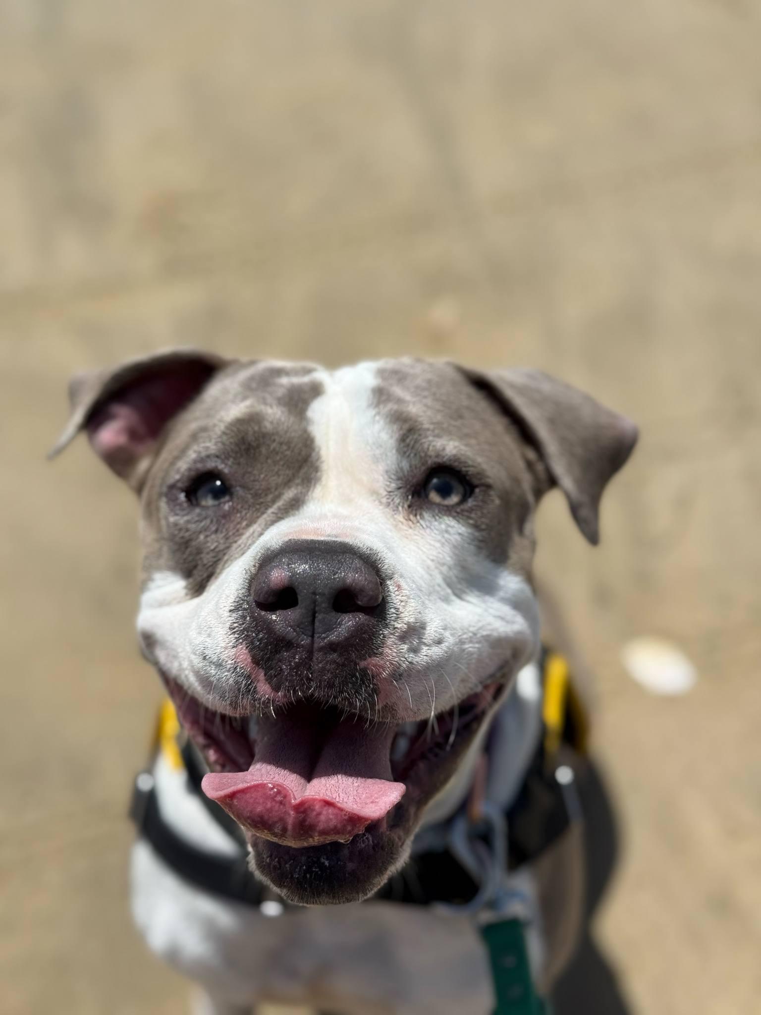 Remy, a Adoptable mixed breed in Nipomo, CA image 4/6
