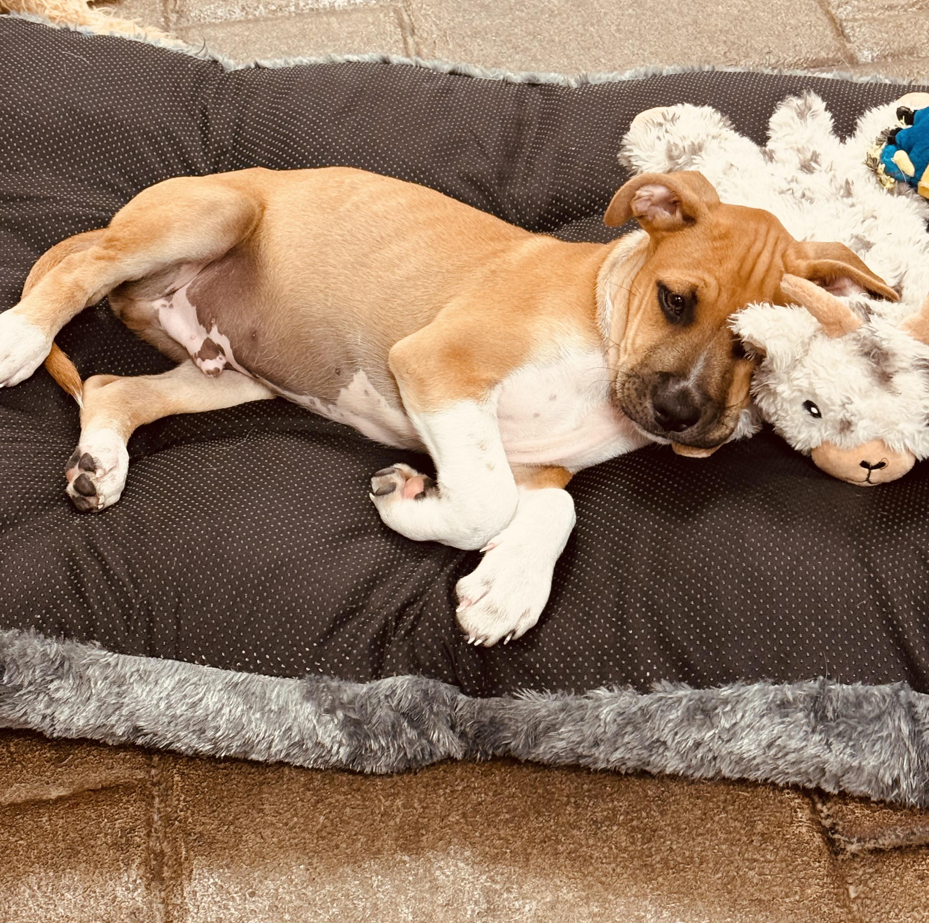 Enlarge Chester , a ADOPTABLE mixed breed in Clinton, PA image 4/5