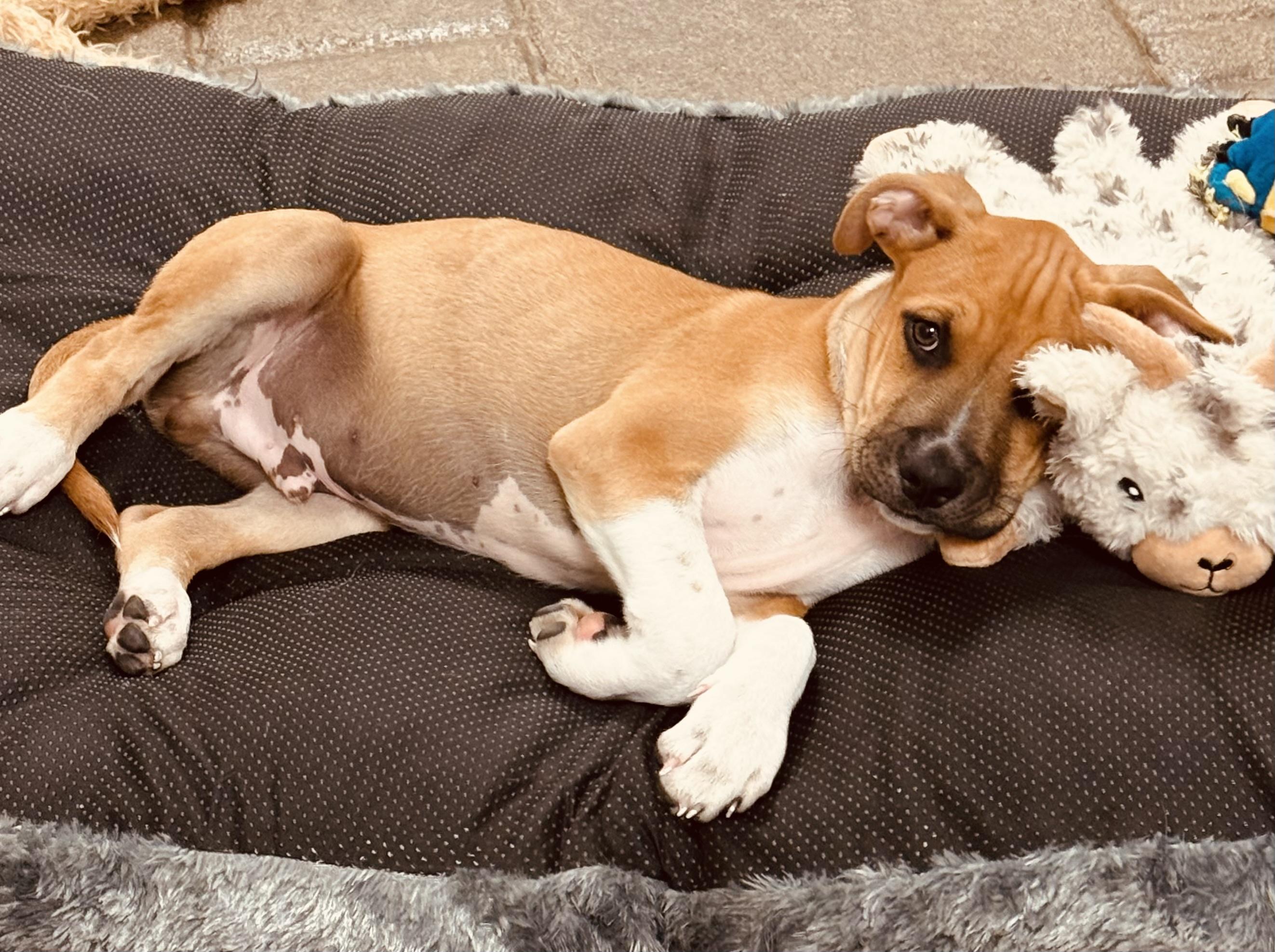 Enlarge Chester , a ADOPTABLE mixed breed in Clinton, PA image 5/5