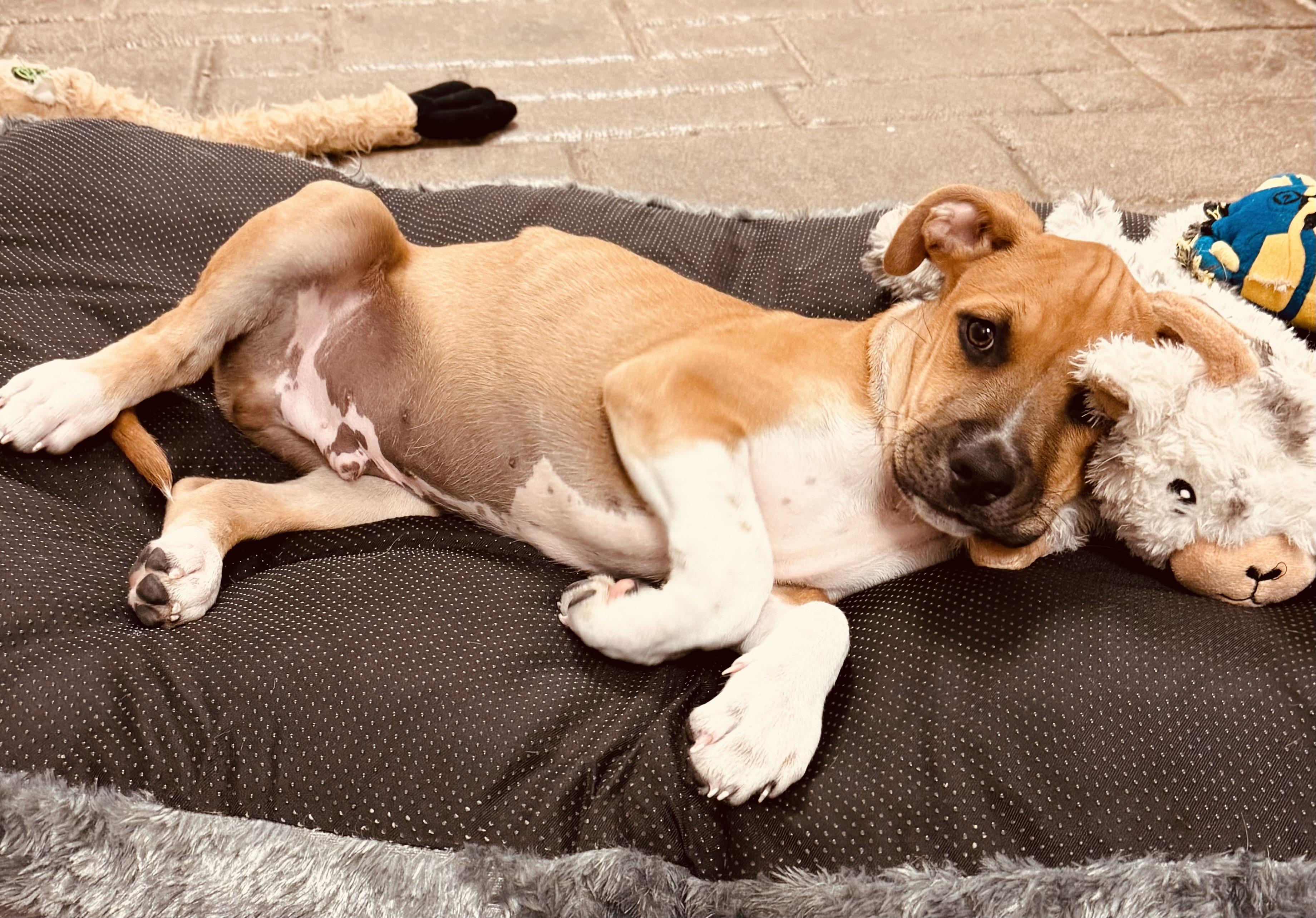 Enlarge Chester , a ADOPTABLE mixed breed in Clinton, PA image 3/5