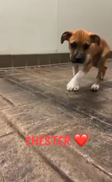Enlarge Chester , a ADOPTABLE mixed breed in Clinton, PA video 1/5