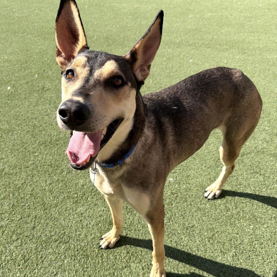 Enlarge Buster, a ADOPTABLE Ibizan Hound in Plainfield, IL image 2/6