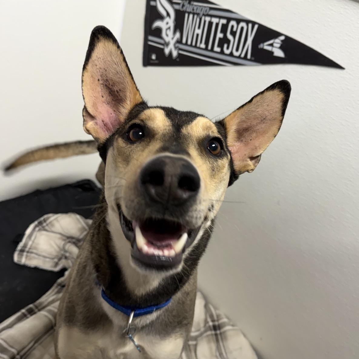 Buster, ADOPTABLE, Adult Male Ibizan Hound.