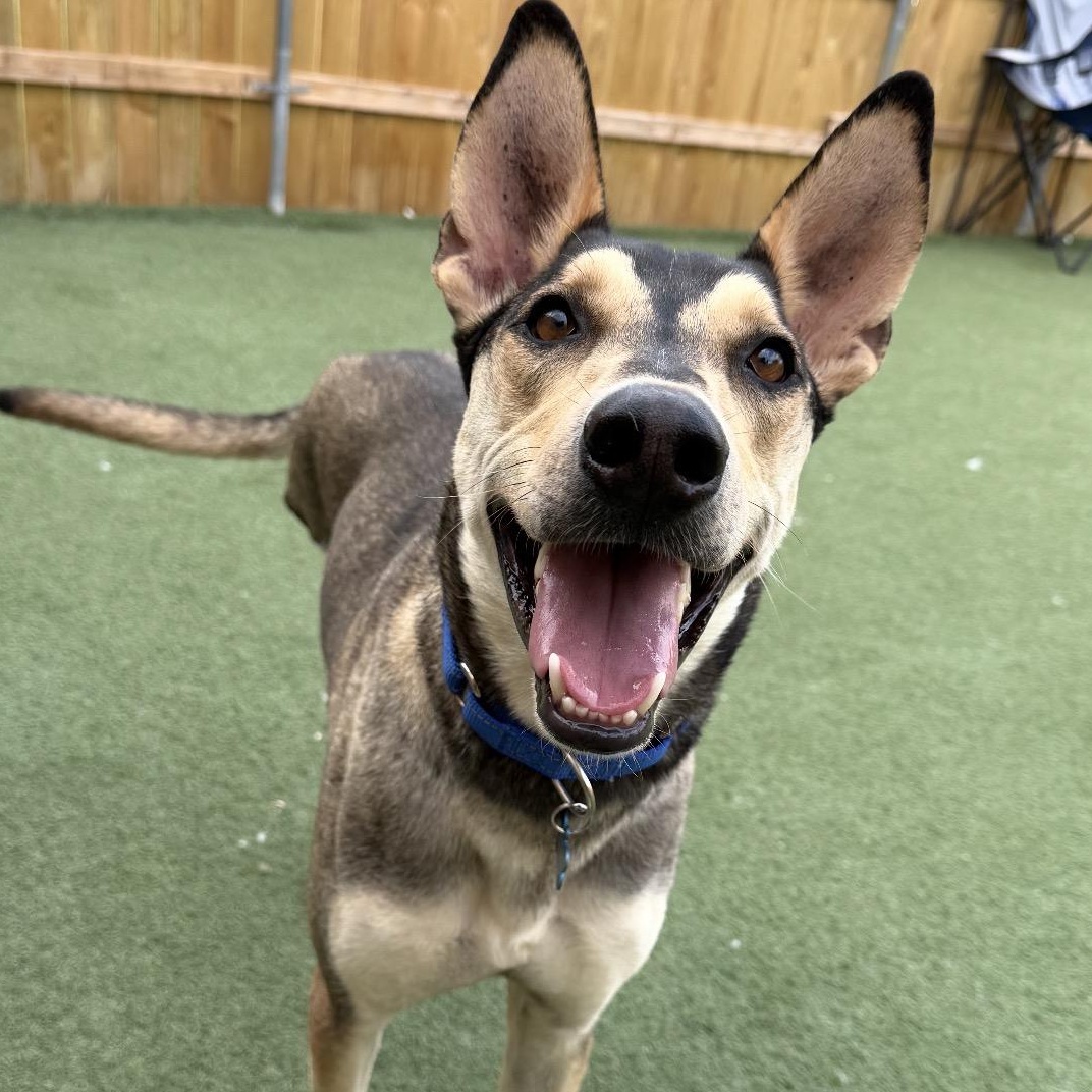 Buster, ADOPTABLE, Adult Male Ibizan Hound.
