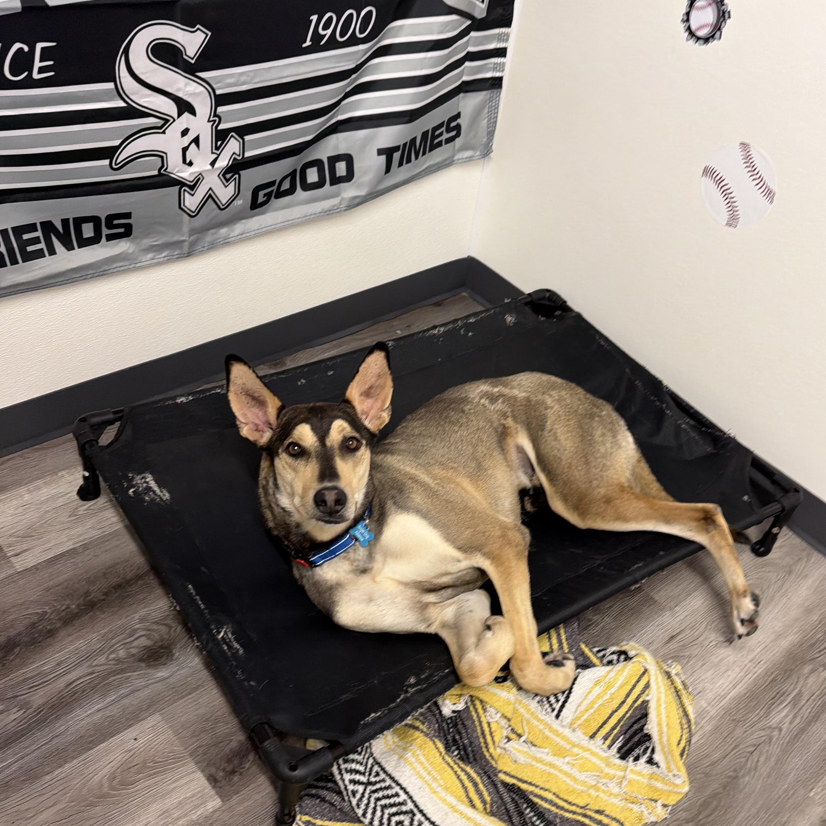 Buster, a ADOPTABLE Ibizan Hound in Plainfield, IL image 4/6