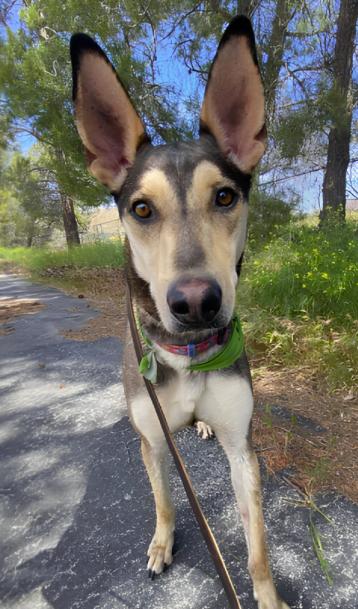 Enlarge Buster, a ADOPTABLE Ibizan Hound in Plainfield, IL image 5/6