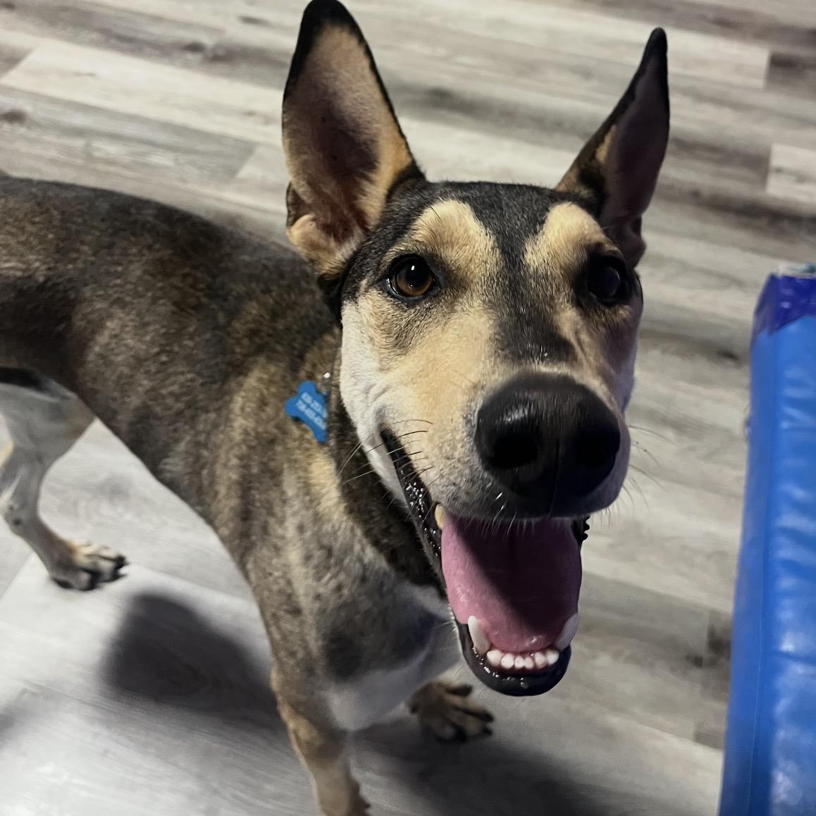 Enlarge Buster, a ADOPTABLE Ibizan Hound in Plainfield, IL image 6/6
