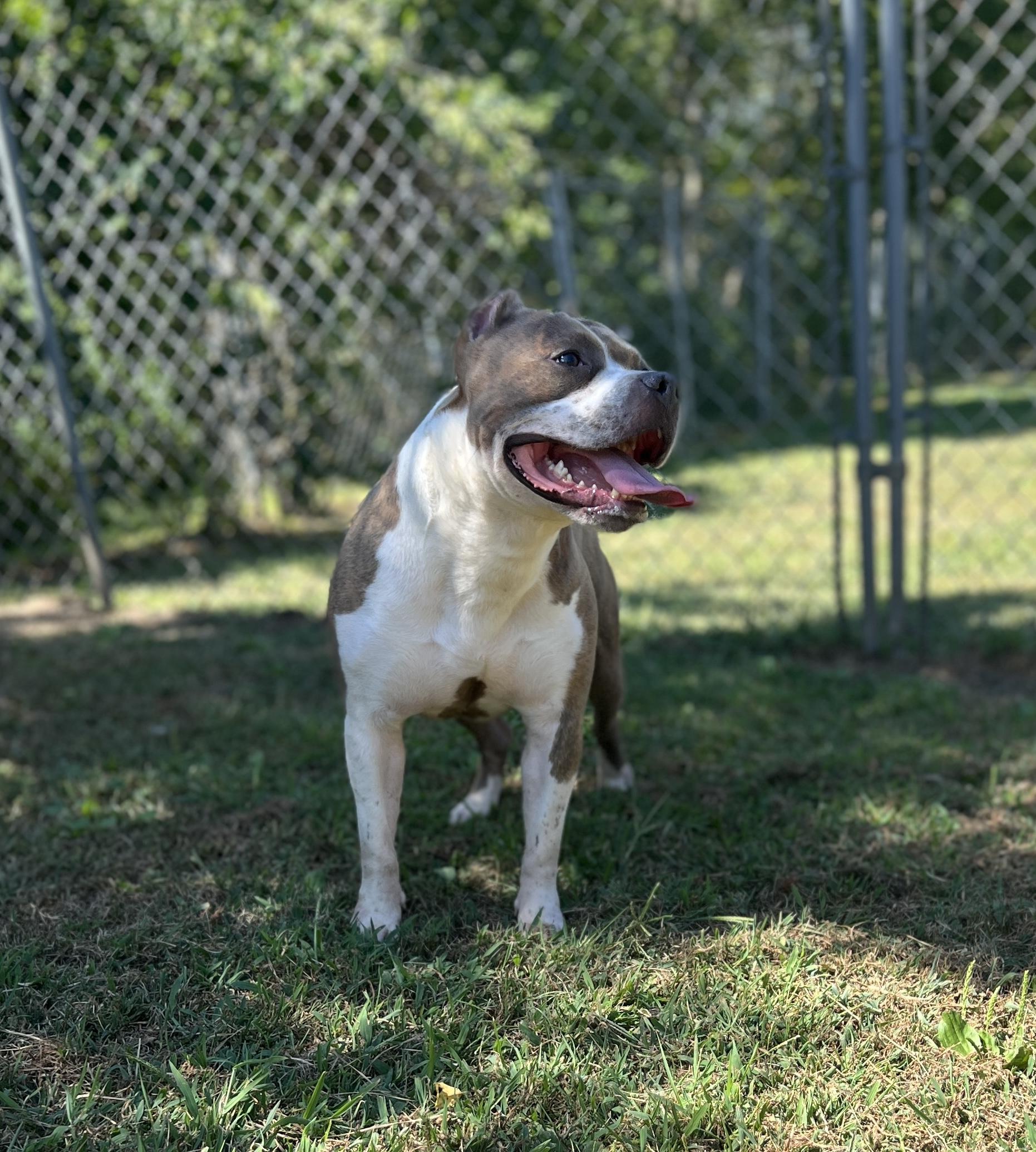 Enlarge Gabiel, a Adopted Pit Bull Terrier in Newington, CT image 2/4