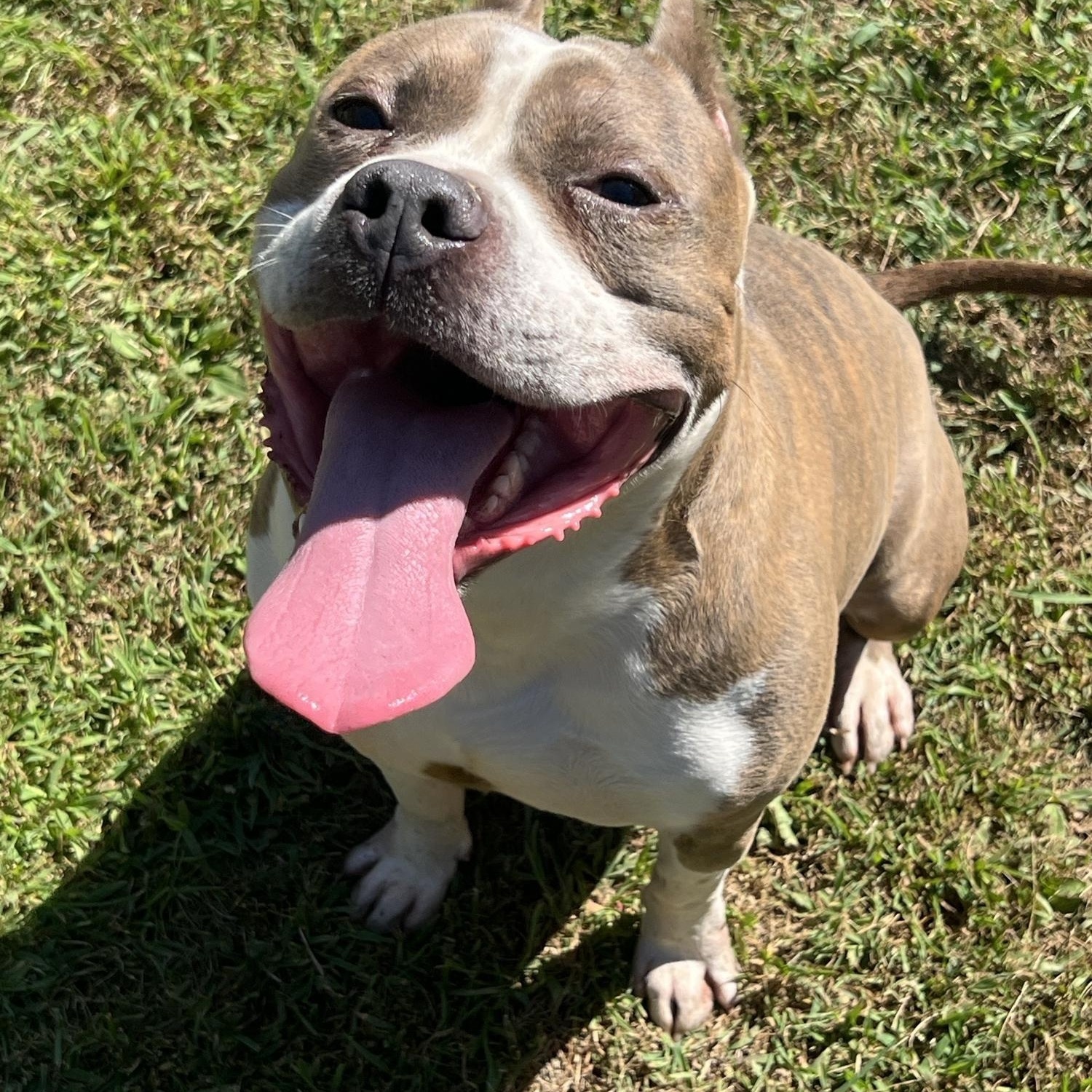 Enlarge Gabiel, a Adopted Pit Bull Terrier in Newington, CT image 3/4