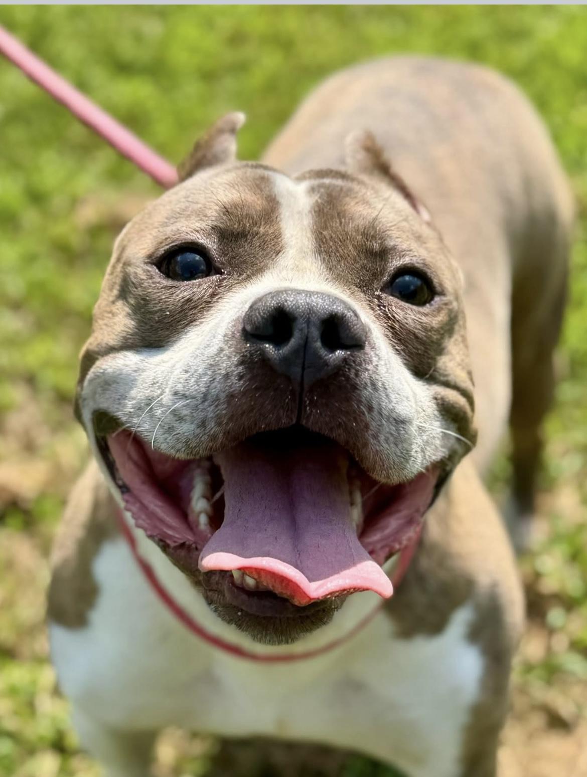 Enlarge Gabiel, a Adopted Pit Bull Terrier in Newington, CT image 1/4