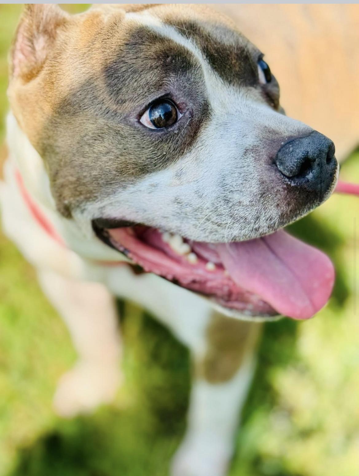 Enlarge Gabiel, a Adopted Pit Bull Terrier in Newington, CT image 4/4