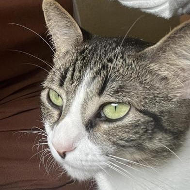 Enlarge Salem, a Adoptable Domestic Short Hair in CANTON, OH image 3/6