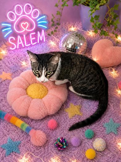 Enlarge Salem, a Adoptable Domestic Short Hair in CANTON, OH image 6/6
