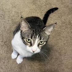 Enlarge Salem, a Adoptable Domestic Short Hair in CANTON, OH image 2/6