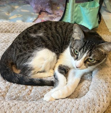 Salem, Adoptable, Young Female Domestic Short Hair.