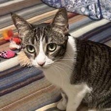 Enlarge Salem, a Adoptable Domestic Short Hair in CANTON, OH image 4/6