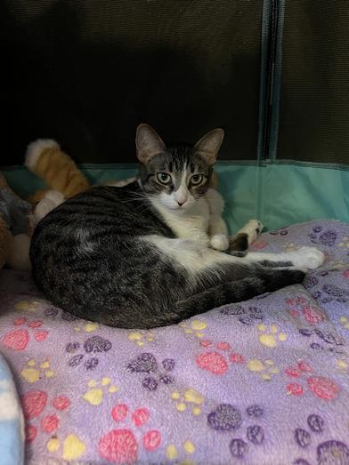 Enlarge Salem, a Adoptable Domestic Short Hair in CANTON, OH image 5/6